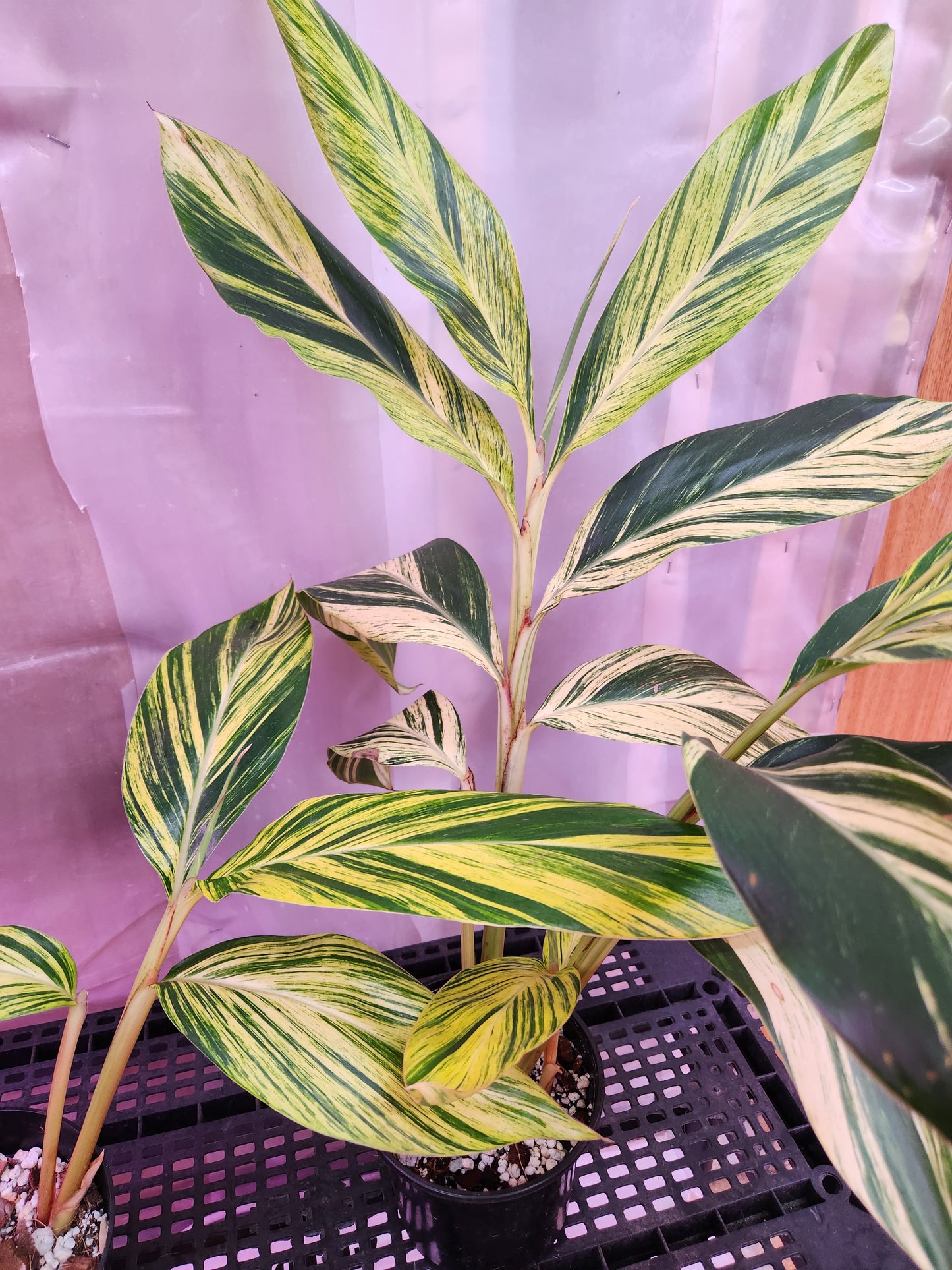 Variegated Ginger Plant 6" Pot