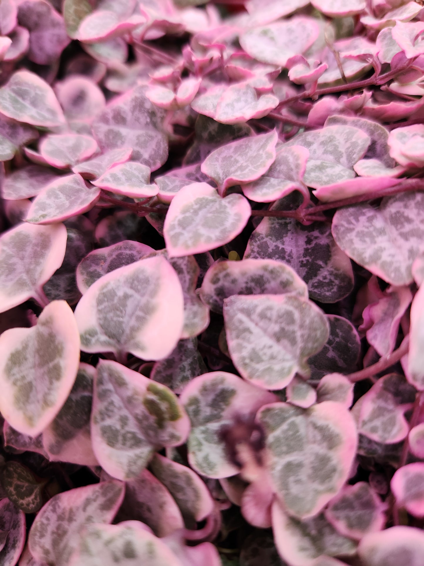 String of Hearts Variegated 4" Pot