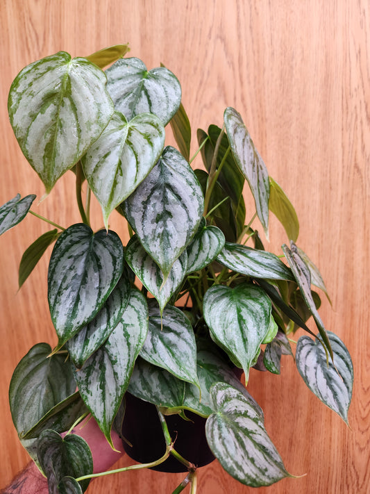 Philodendron Brandtianum 6" Pot