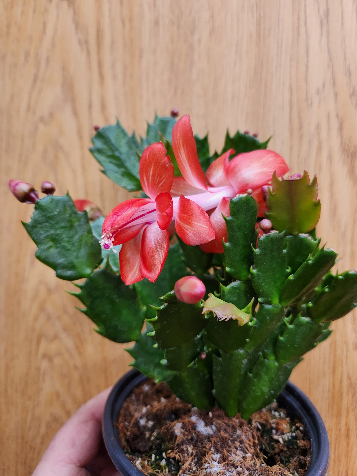 Thanksgiving Cactus 'Sunset Dancer' 4" Pot