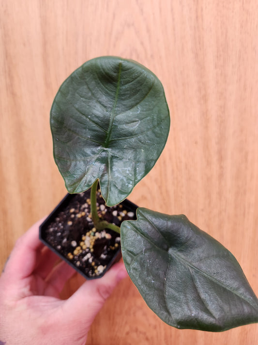 Alocasia Reginae 2" Pot