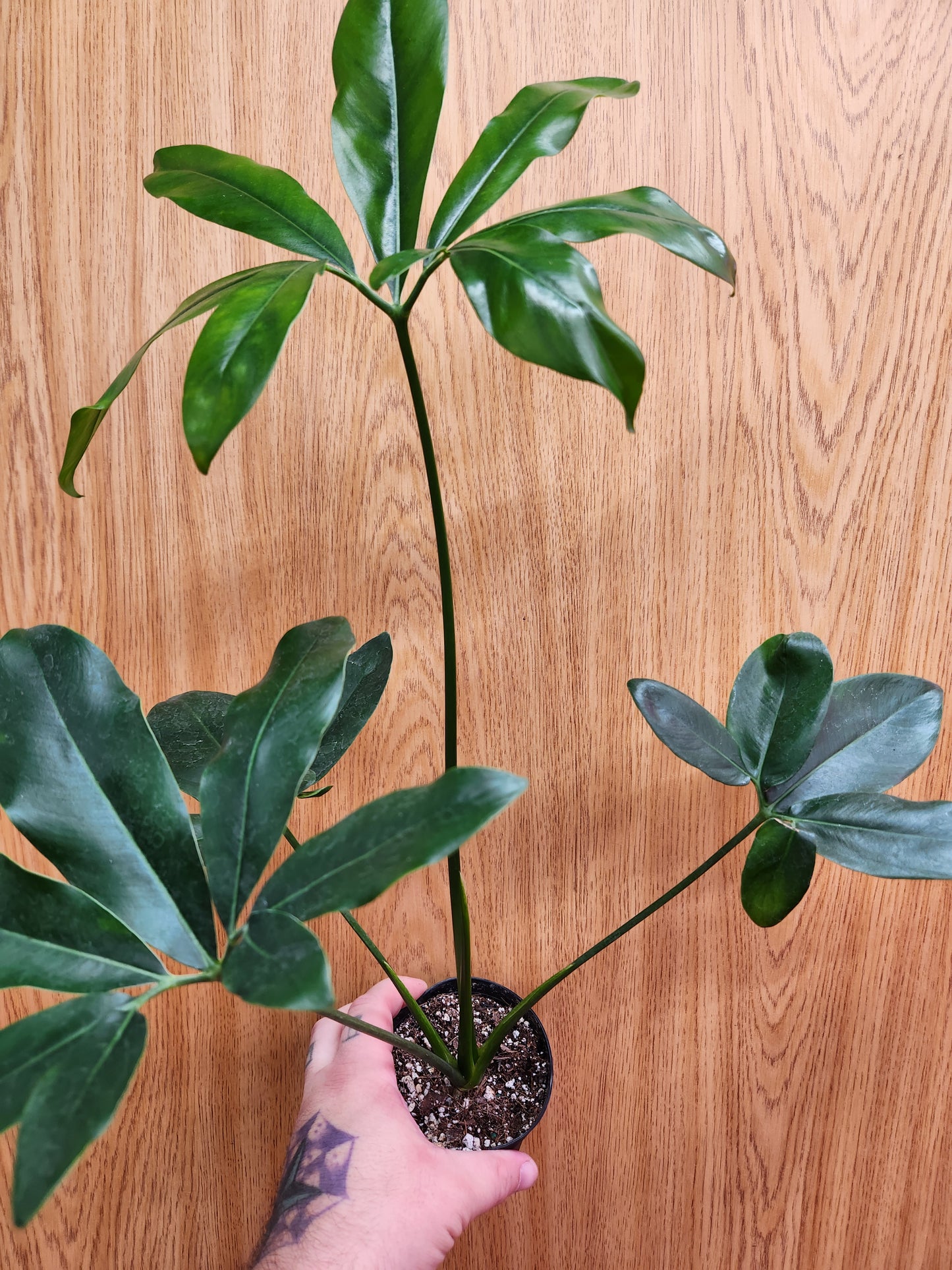 Philodendron Goeldii 4" Pot