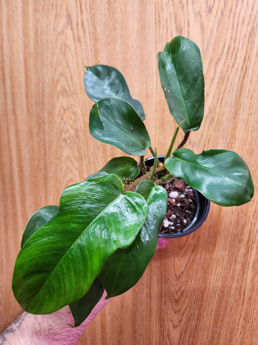 Philodendron Squamiferum 4" Pot