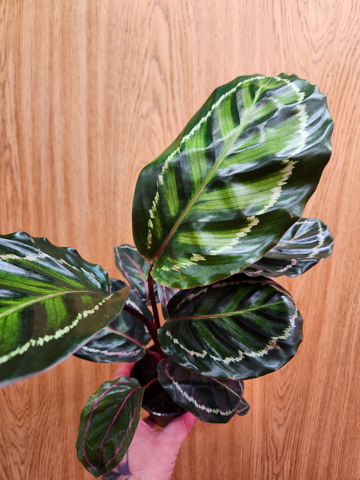 Calathea Roseopicta 4" Pot