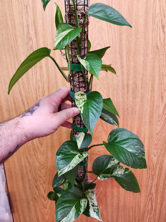 Marble Queen Pothos 4" Pot on Pole