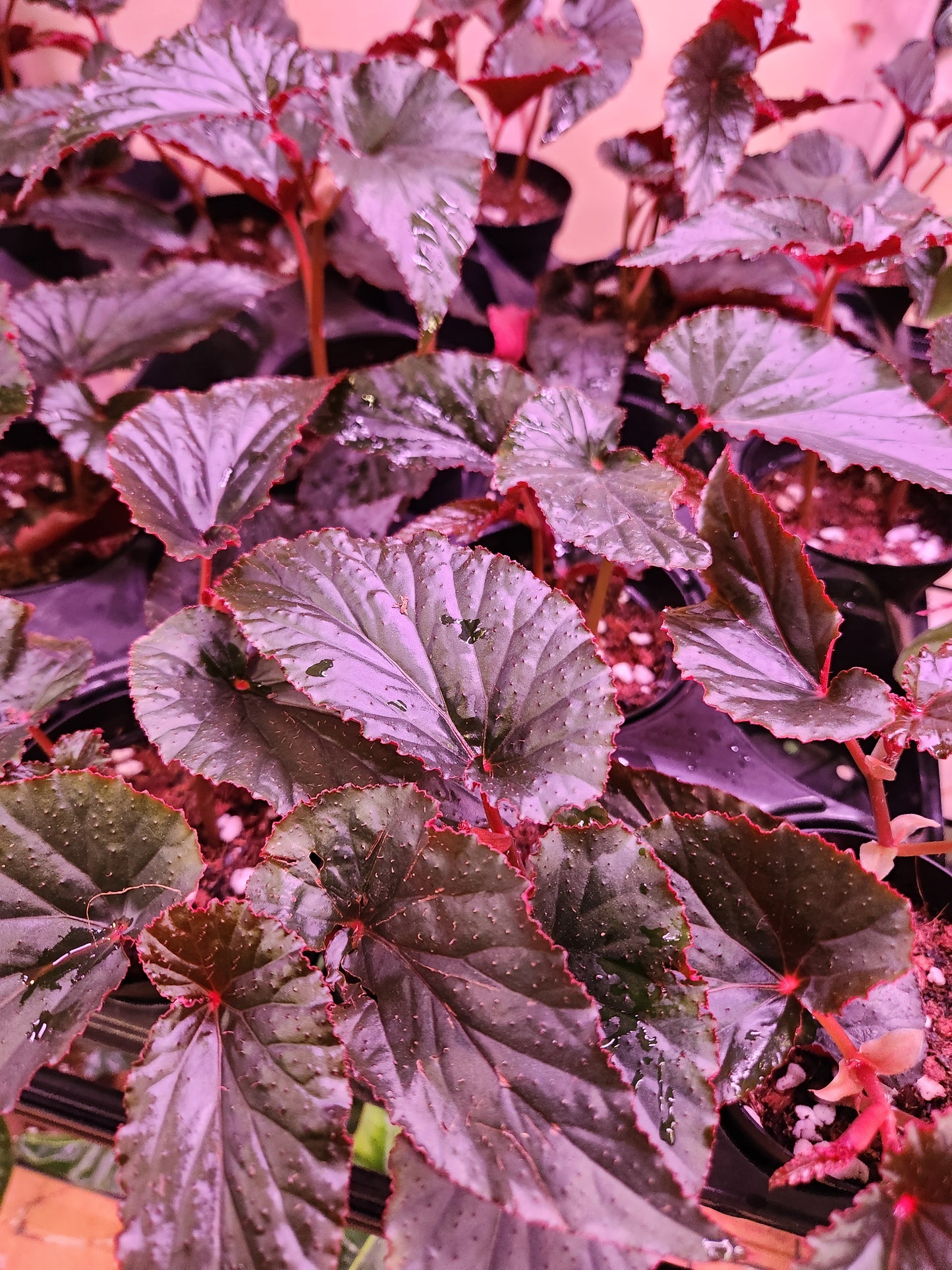 Begonia Rex 'Black Magic' 4" Pot