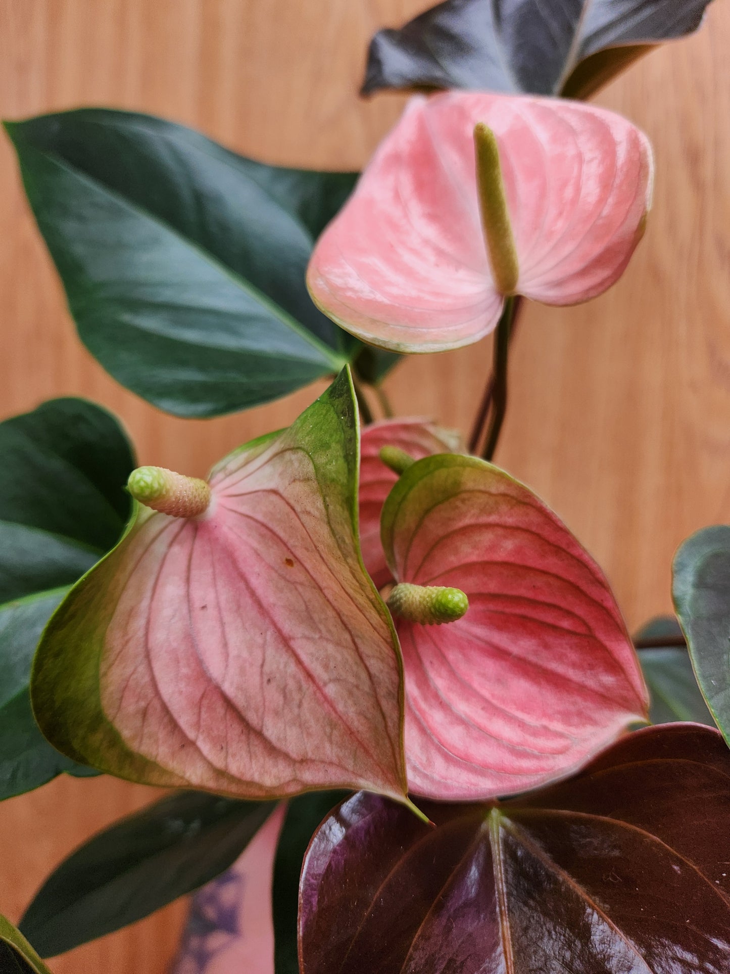 Anthurium 'Rainbow Champion' 4" Pot