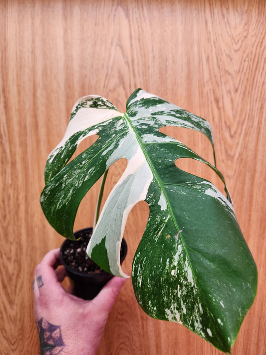 Monstera Albo Single Leaf Node 4" Pot