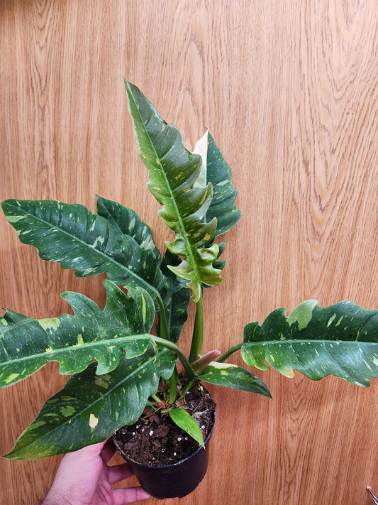 Philodendron Ring of Fire 6" Pot