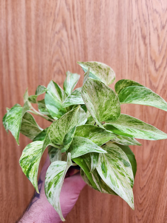 Snow Queen Pothos 4" Pot