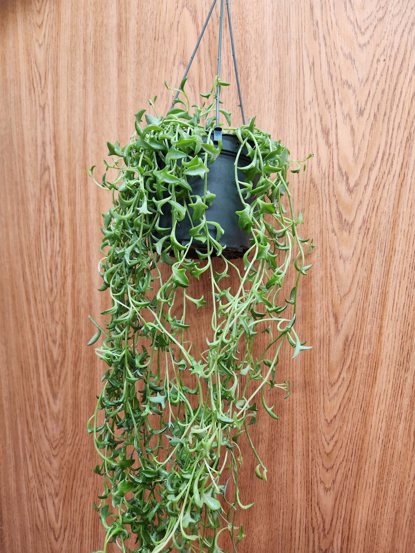 String of Dolphins 6" Hanging Basket