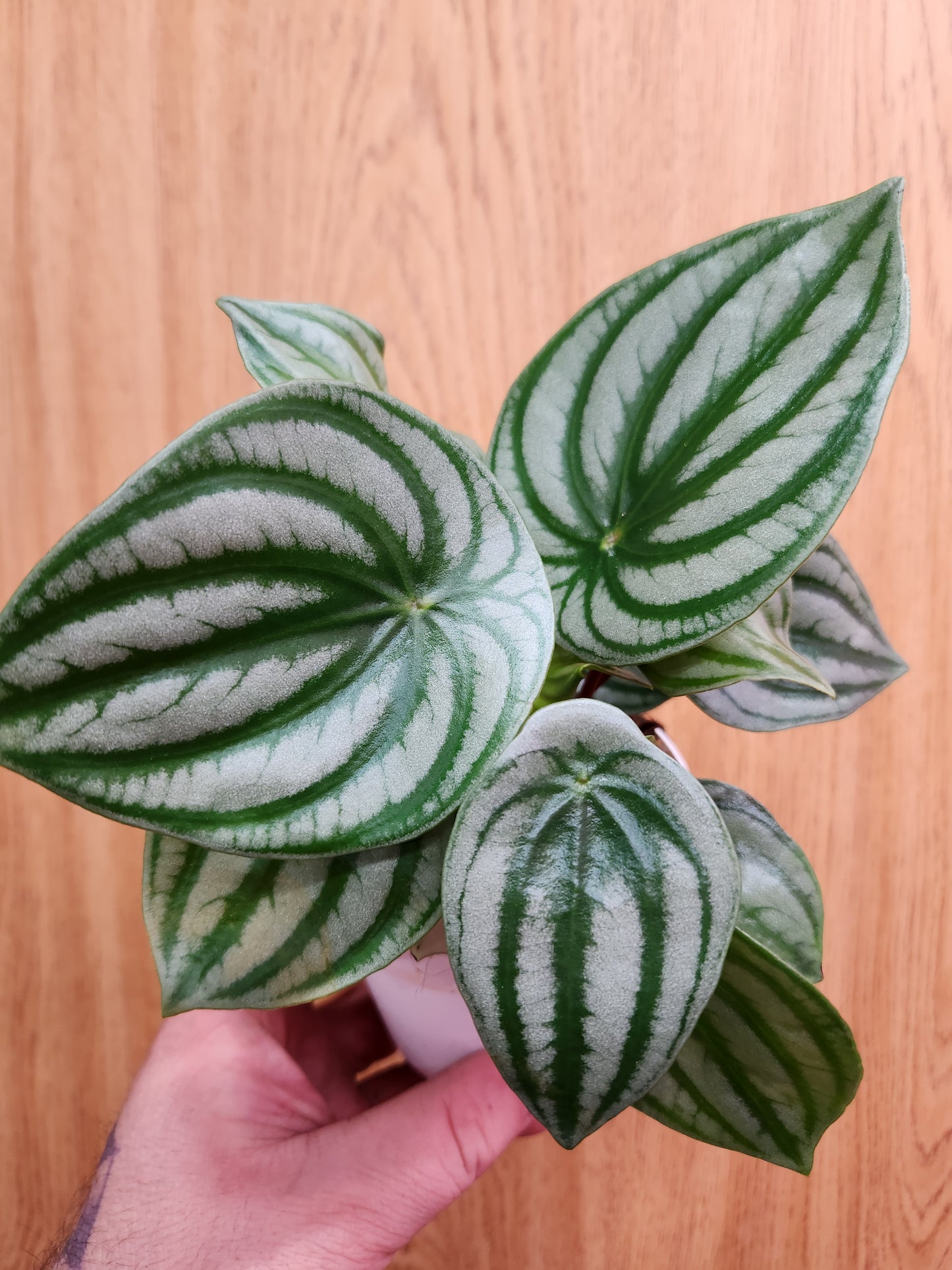 Watermelon Peperomia 4" Pot