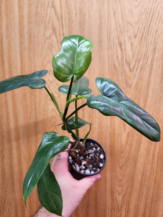 Philodendron Bipennifolium 4" Pot