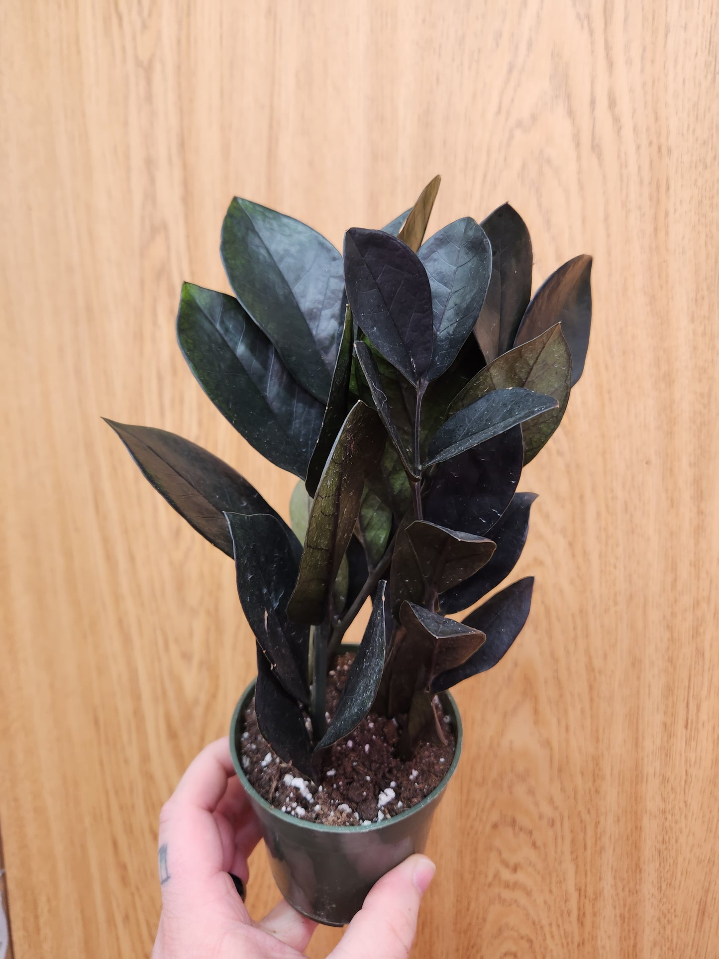 Raven ZZ Plant 4" Pot