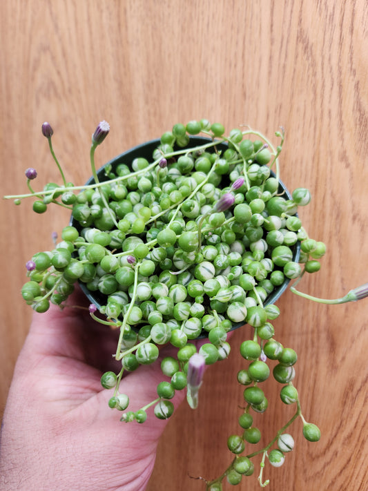 Variegated String of Pearls 4" Pot