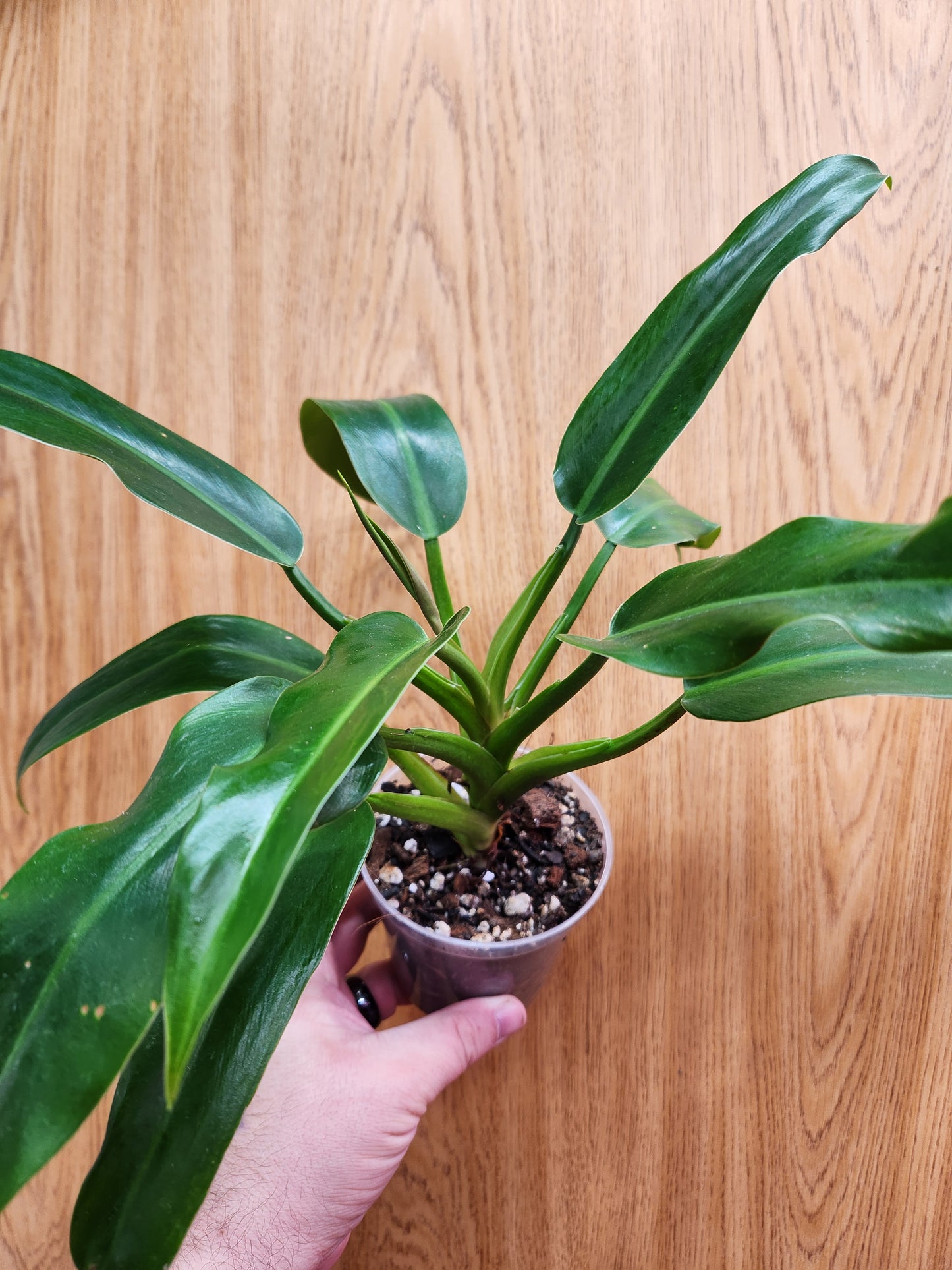 Philodendron Imperial Green 4" Pot