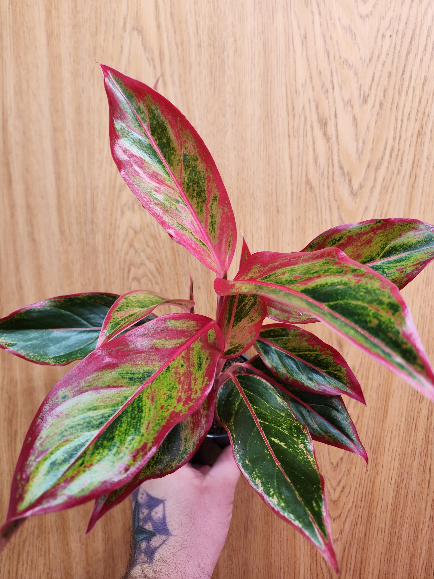 Aglaonema Siam 4" Pot