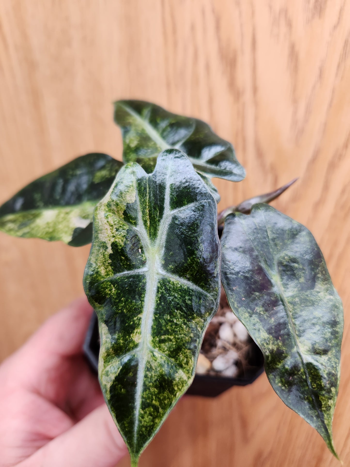 Alocasia Polly Variegated 2" Pot