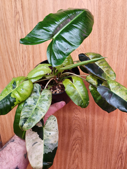 RARE Philodendron Burle Marx Mint 6" Pot