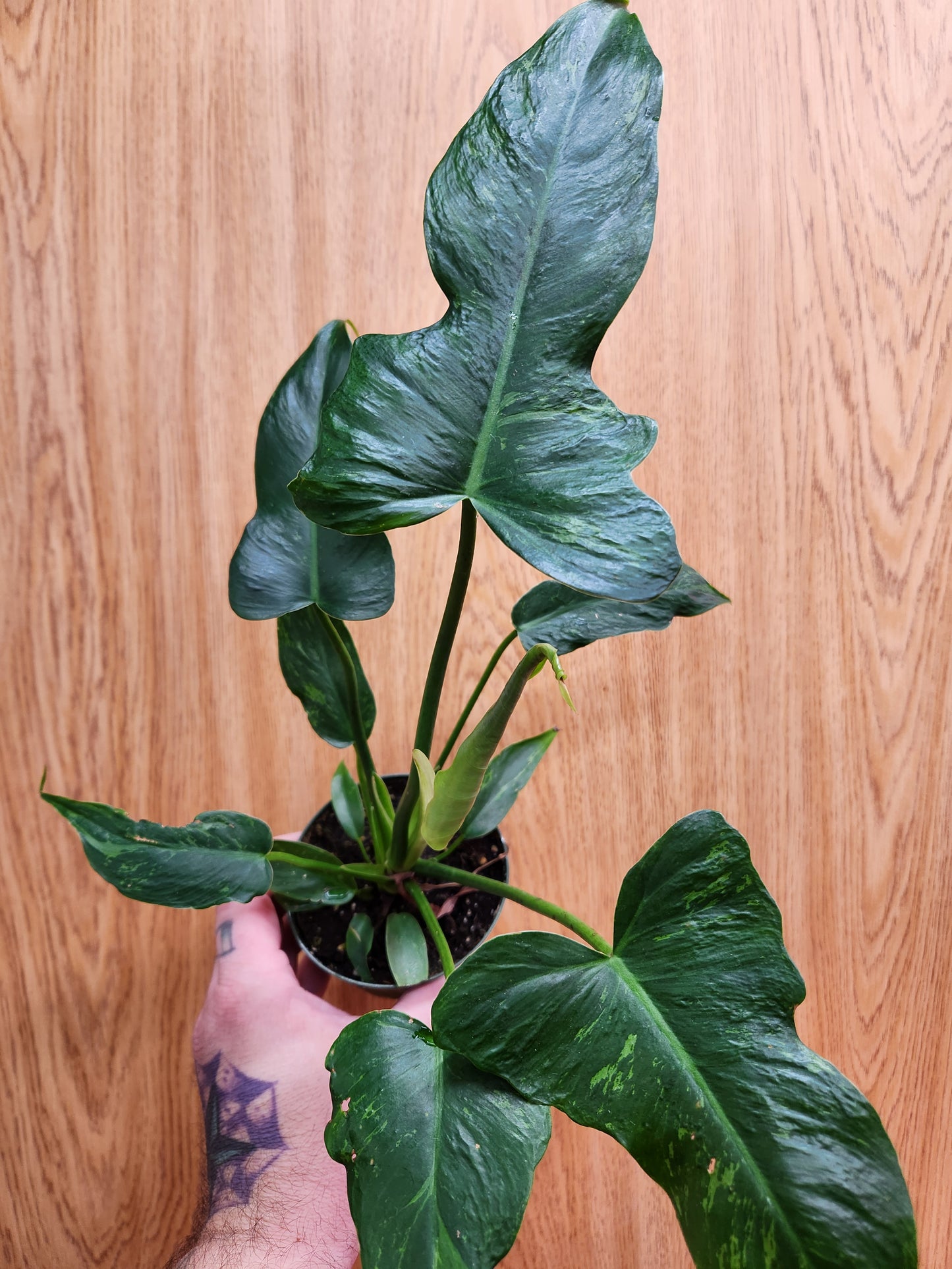 Philodendron Golden Dragon 6” Pot