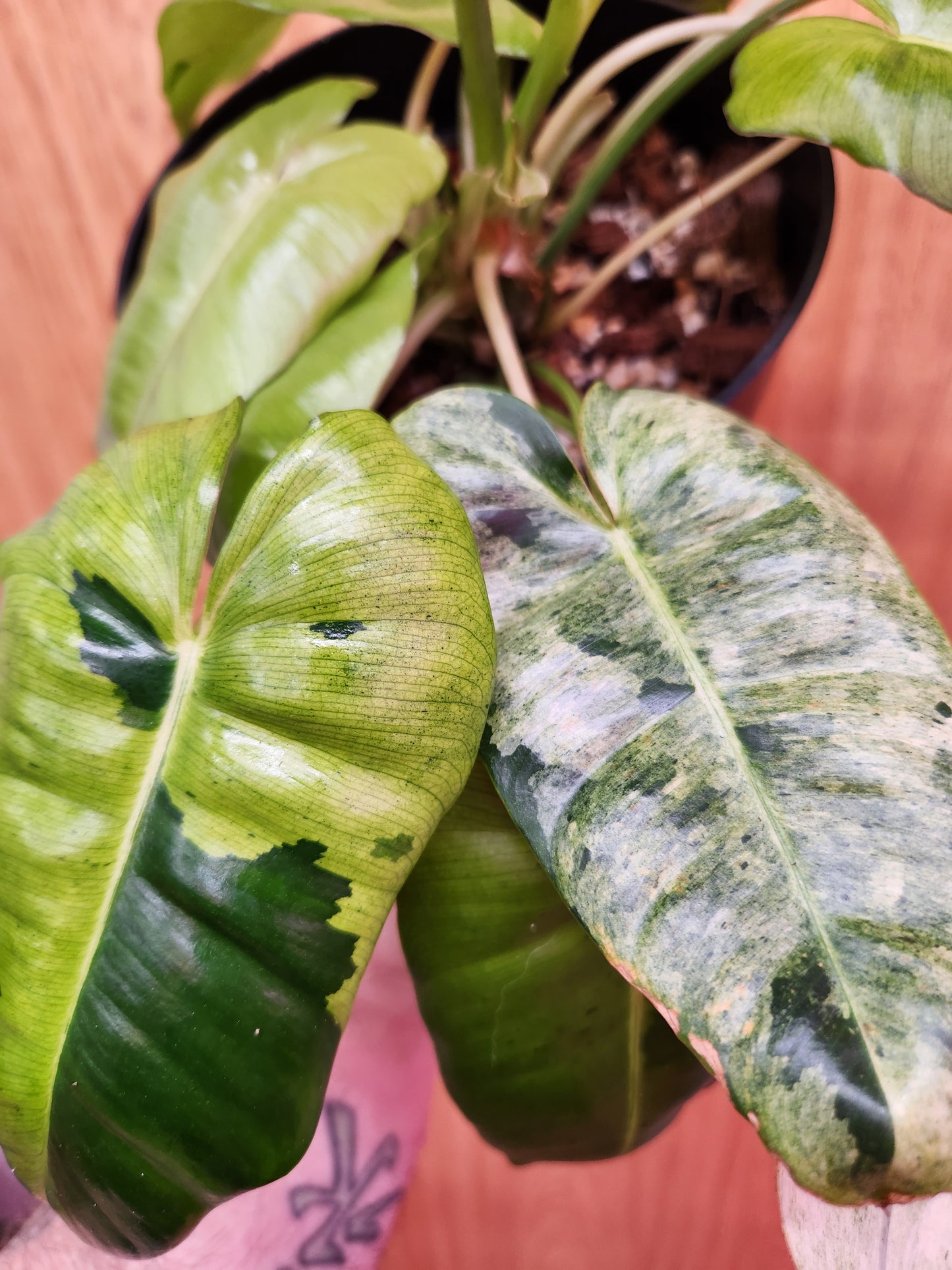 RARE Philodendron Burle Marx Mint 6" Pot