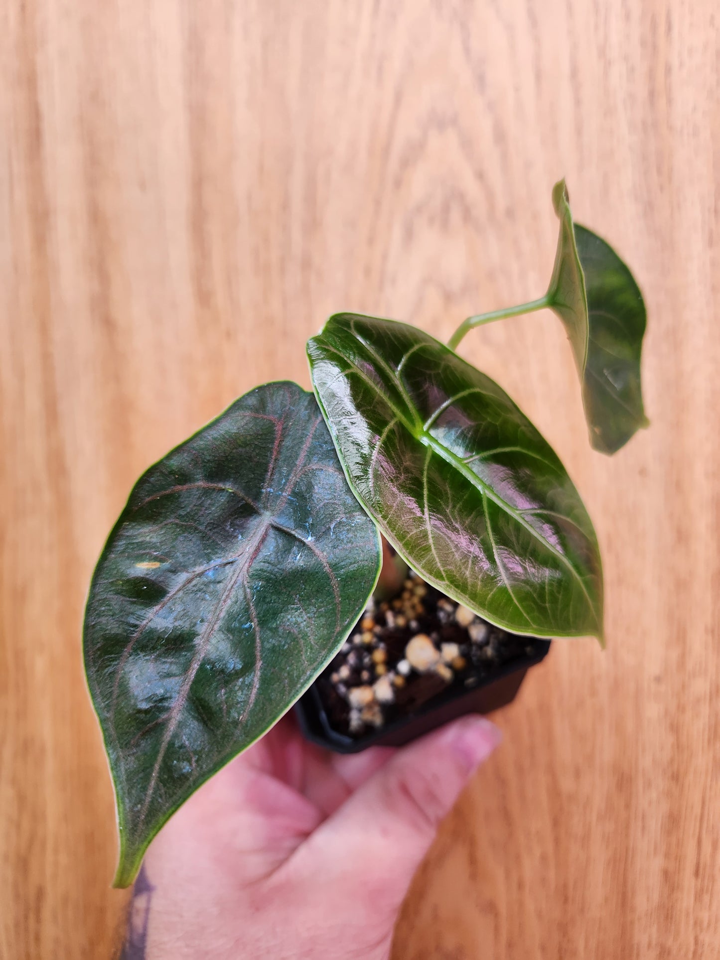 Alocasia Azlanii 2" Pot