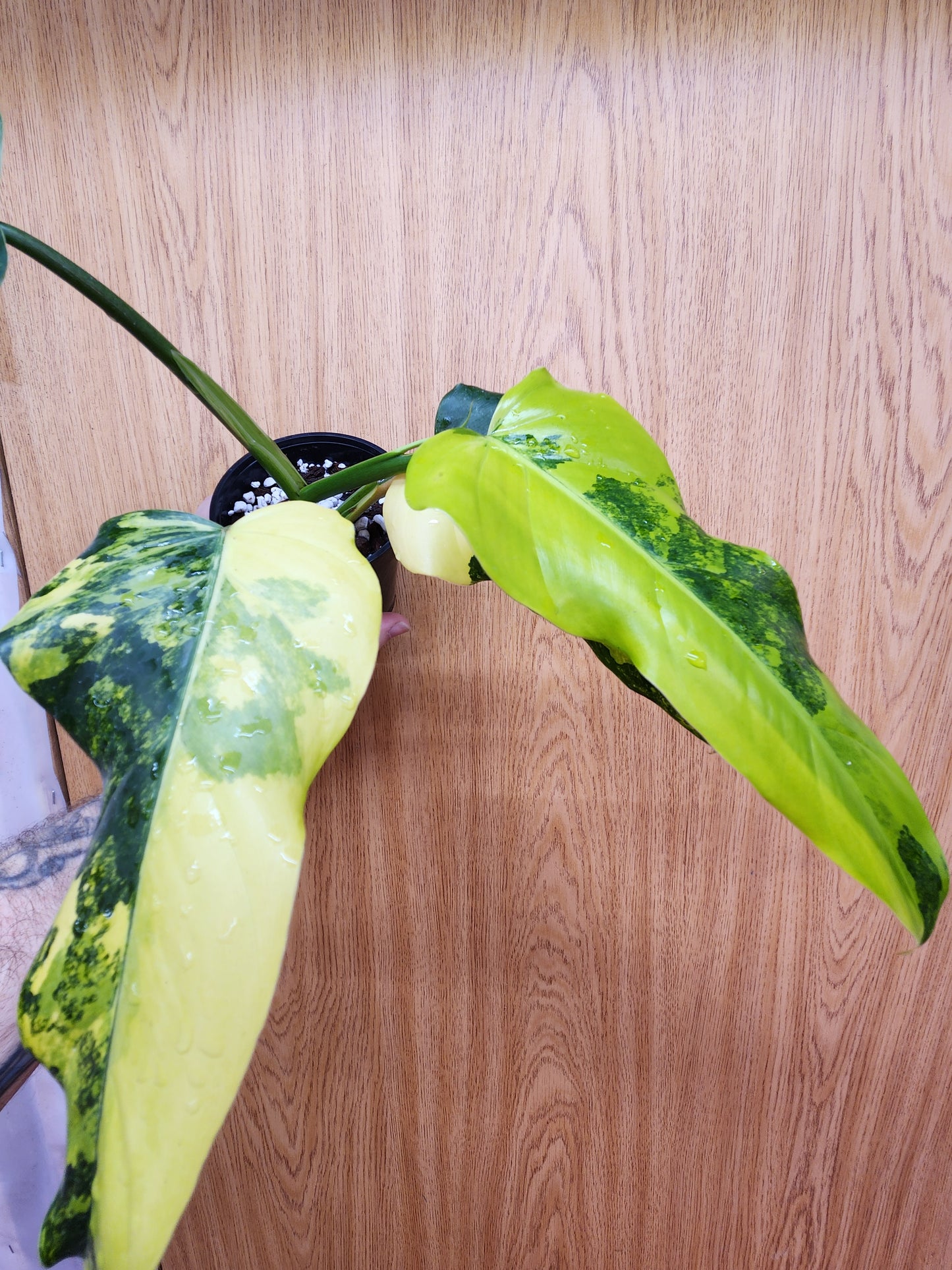 Philodendron Domesticum Variegated 4" Pot