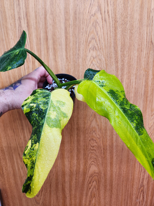 Philodendron Domesticum Variegated 4" Pot