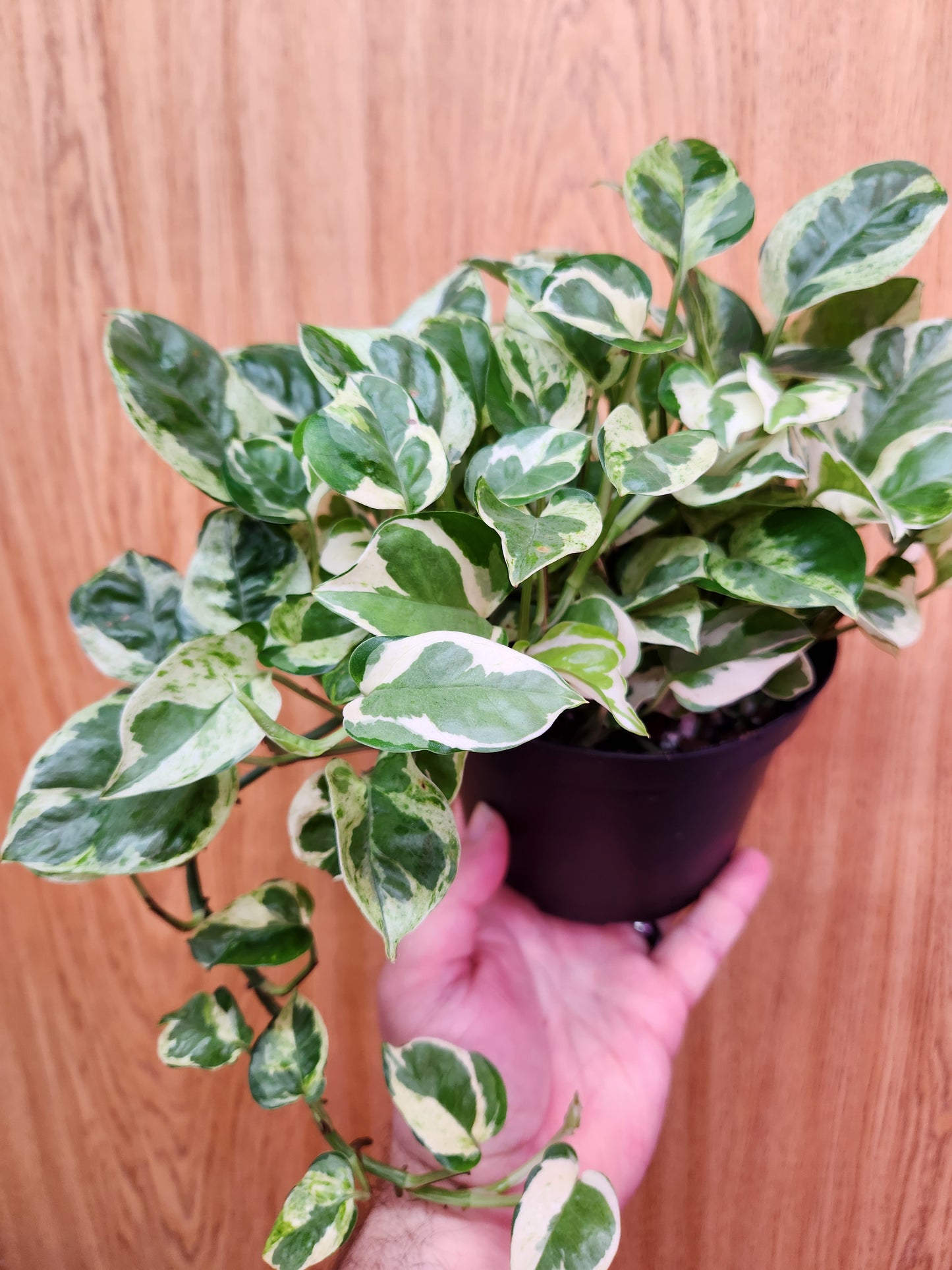 Pearls and Jade Pothos 6" Pot