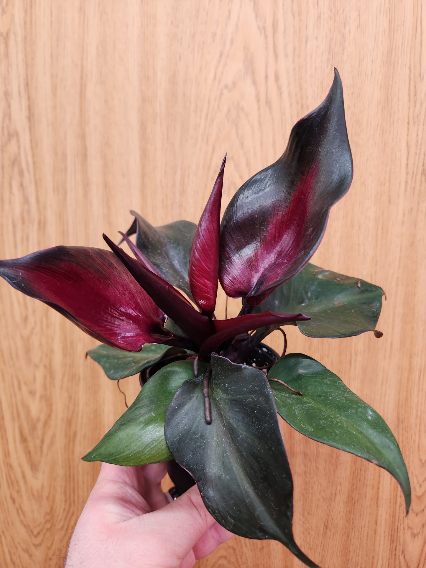 Philodendron Red Heart 4" Pot