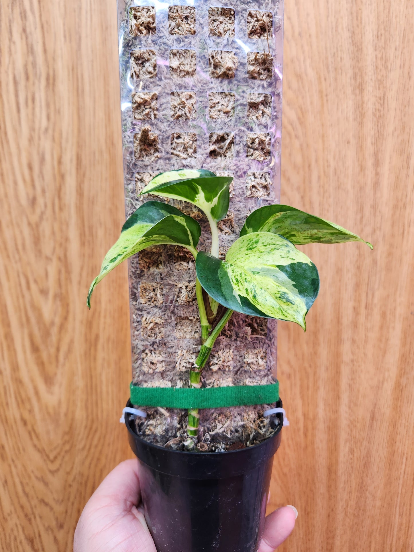 Manjula Pothos Compacta 4" Pot on Pole