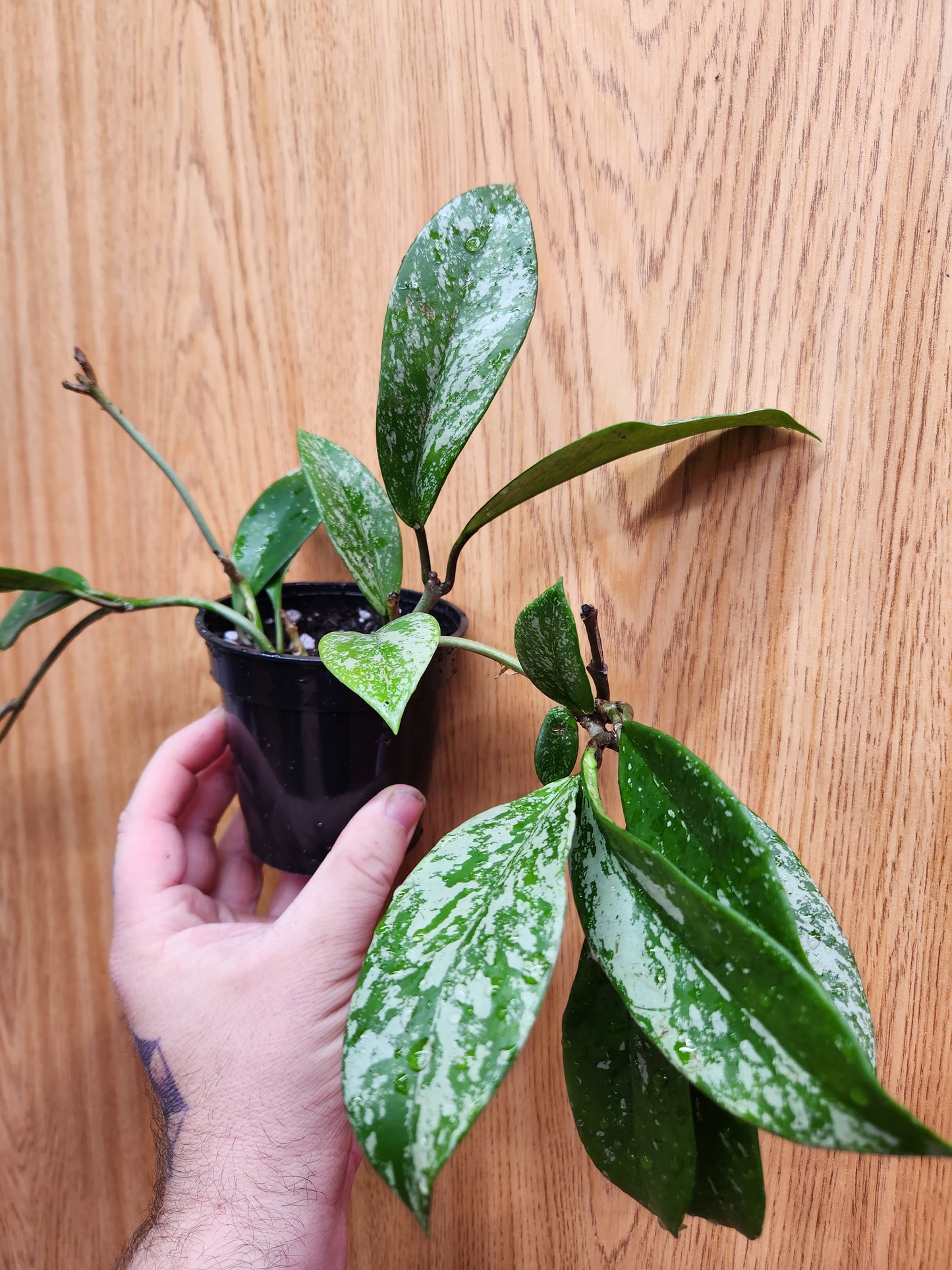 Hoya Pubicalyx Silver Splash 4" Pot