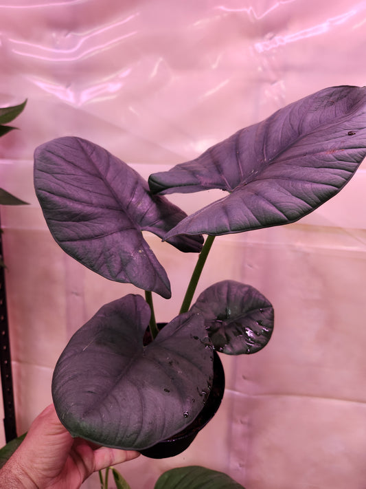 Alocasia Reginae 6" Pot