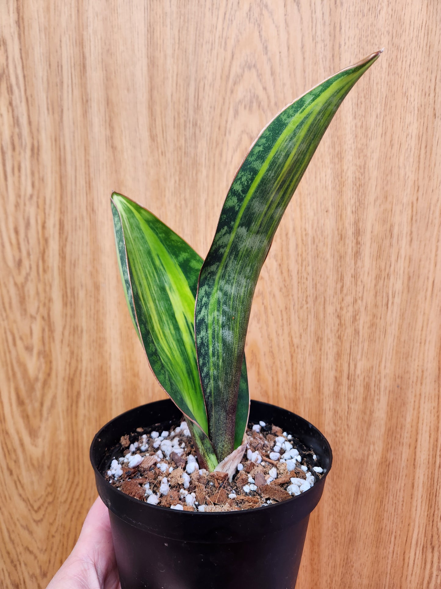 Sansevieria Whale Fin Variegated 6" Pot