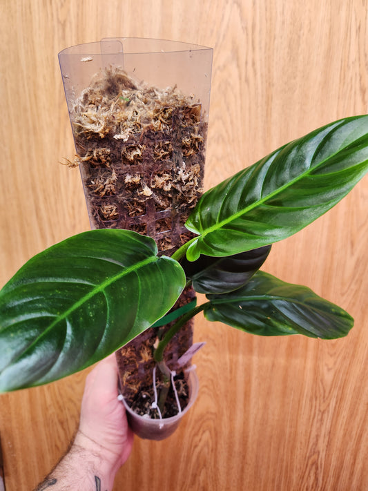 Philodendron Subhastatum 4" Pot w/Moss Pole