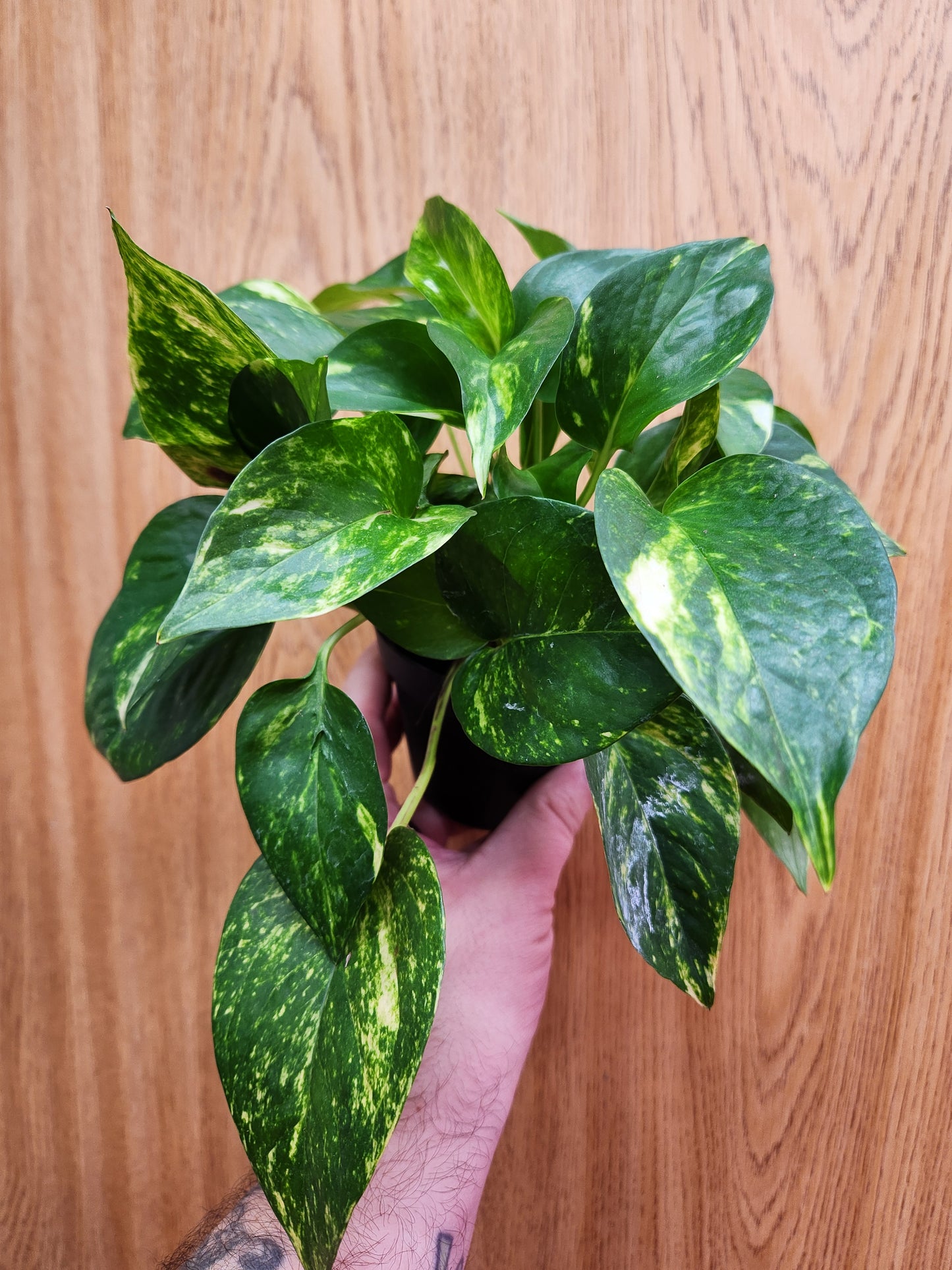 Golden Pothos 4" Pot