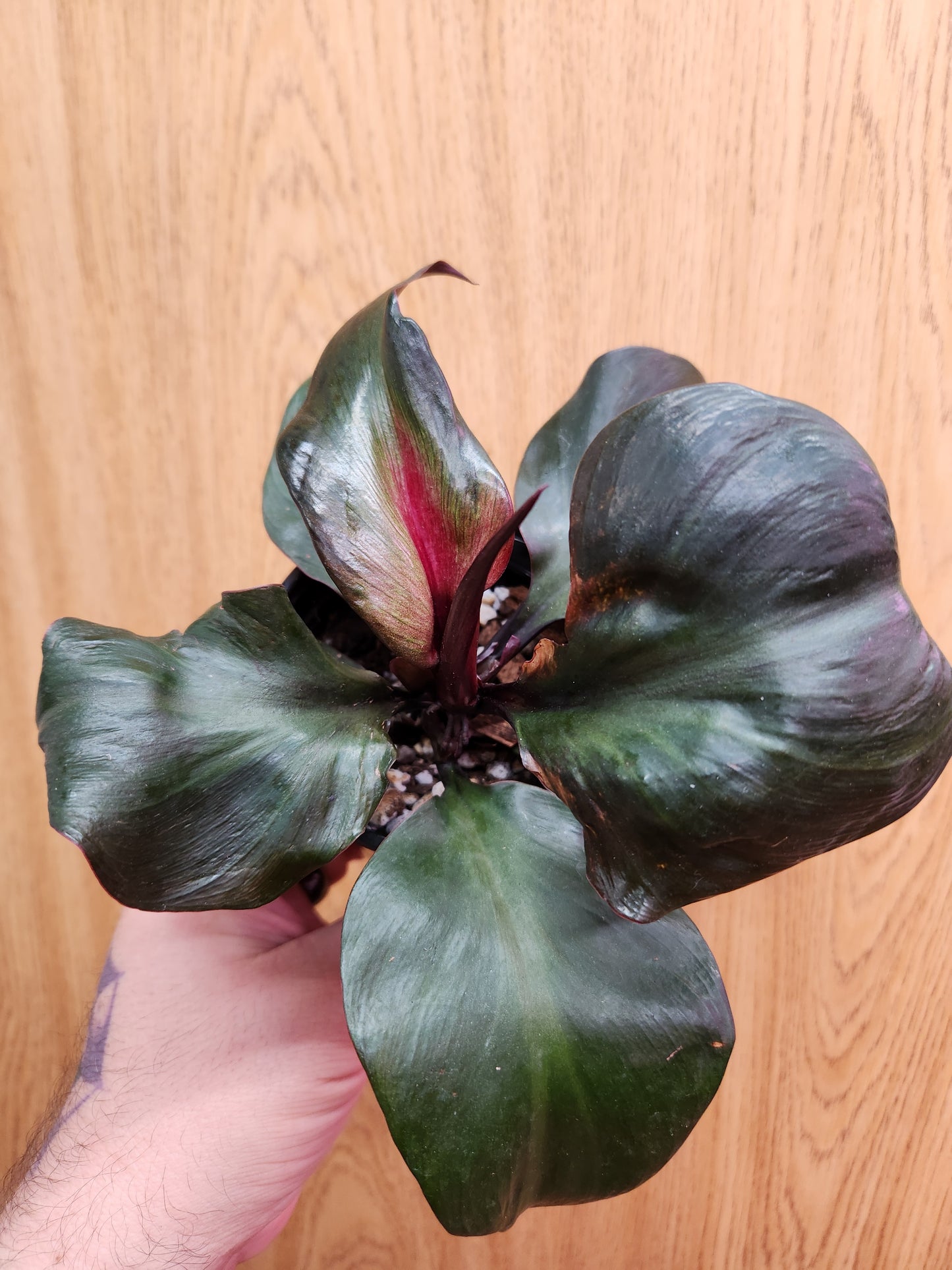 Philodendron Red Heart 4" Pot