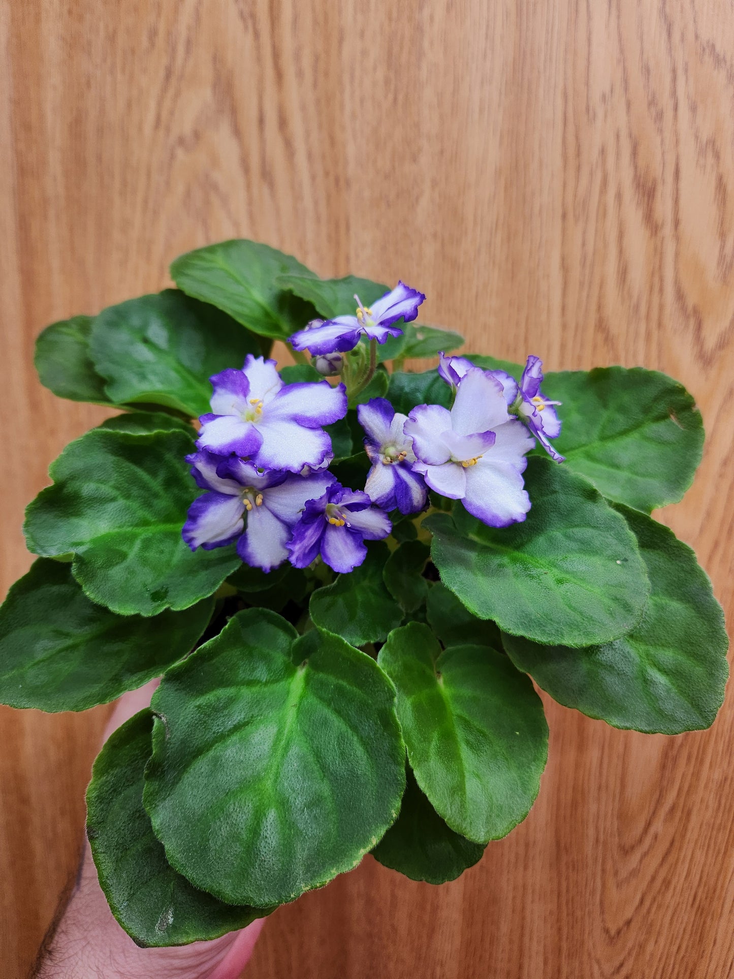 African Violet 4" Pot