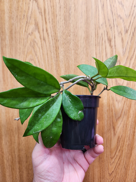 Hoya Carnosa 4" Pot