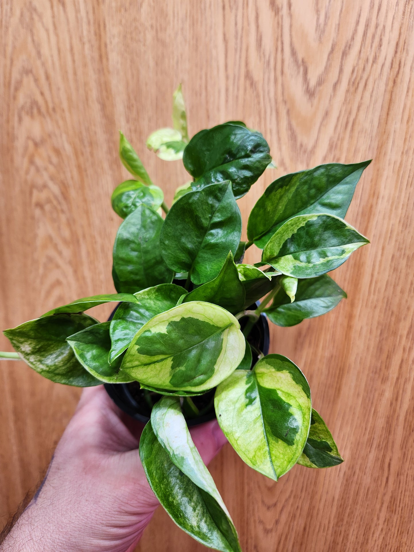 Lemon Meringue Pothos 4" Pot