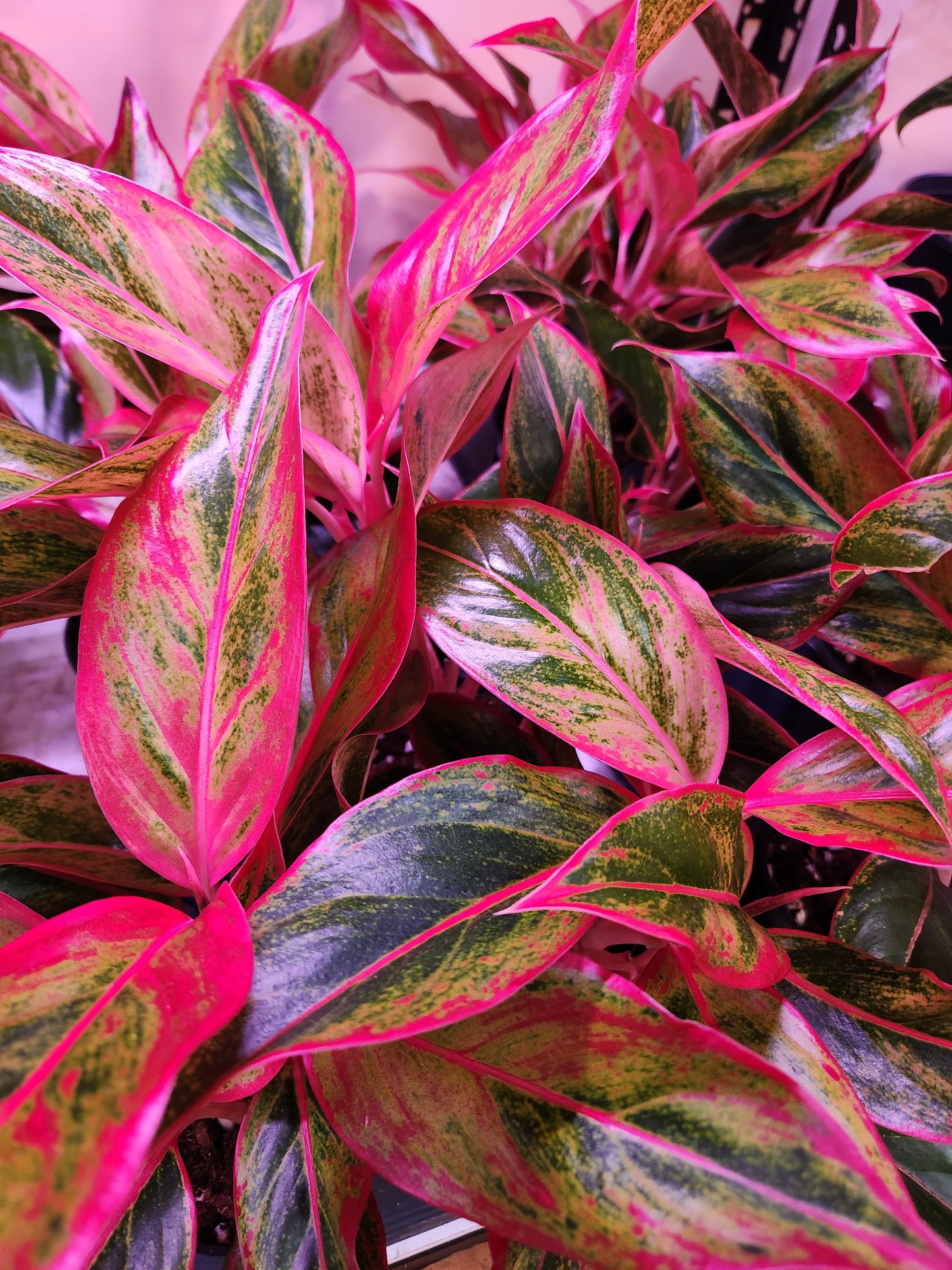 Aglaonema Siam 4" Pot