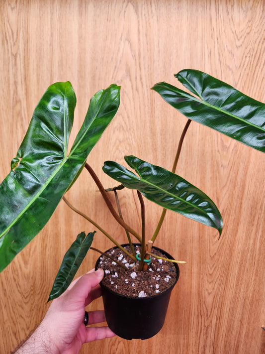 Philodendron Billietiae 6" Pot