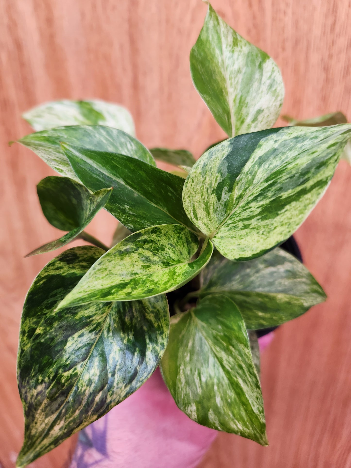 Marble Queen Pothos 4" Pot