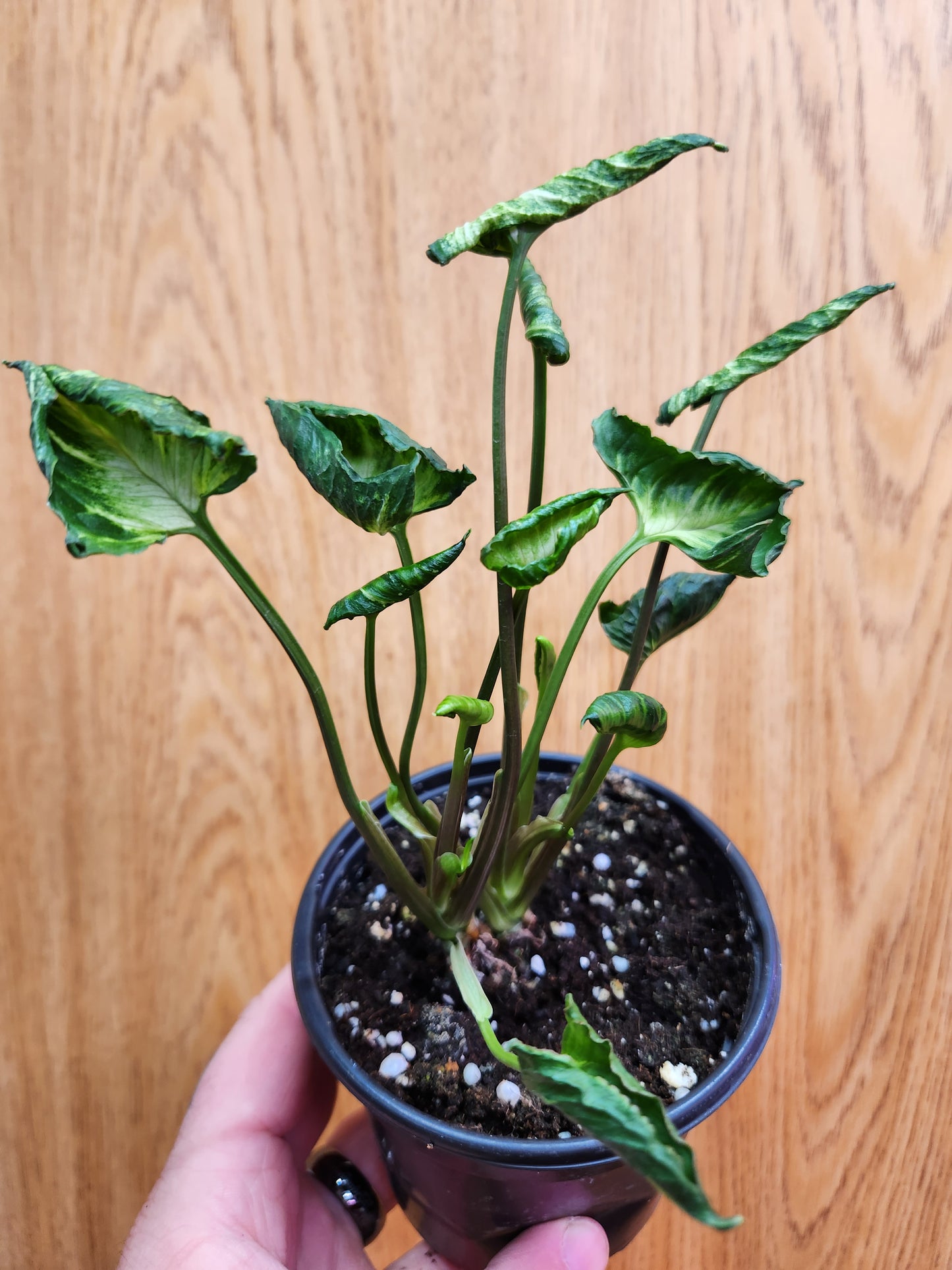 Syngonium Godzilla 4" Pot