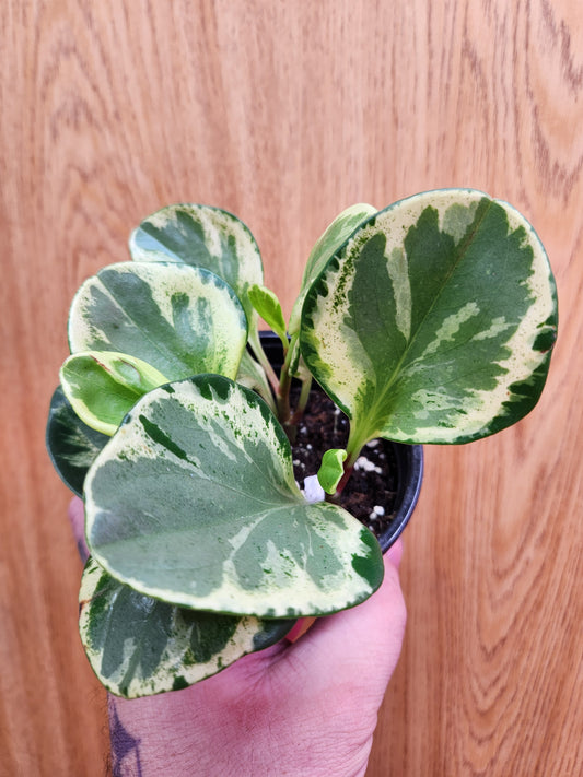 Peperomia Obtusifolia Marble 4" Pot