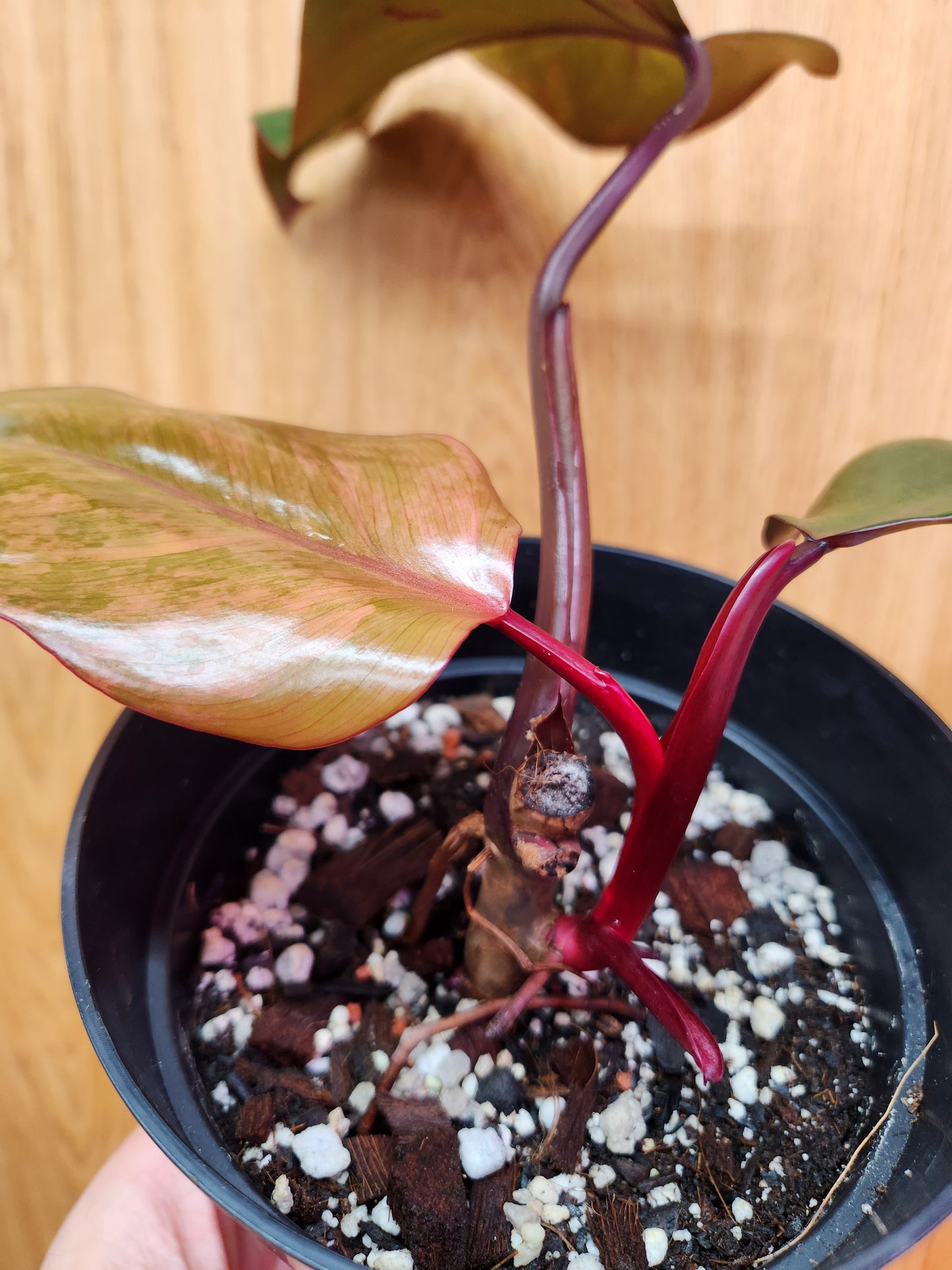 Philodendron Strawberry Shake 6" Pot