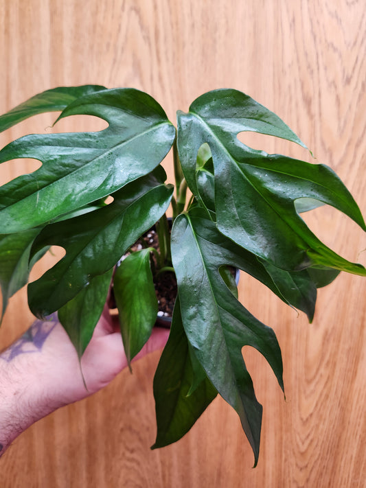 Baltic Blue Pothos 4" Pot