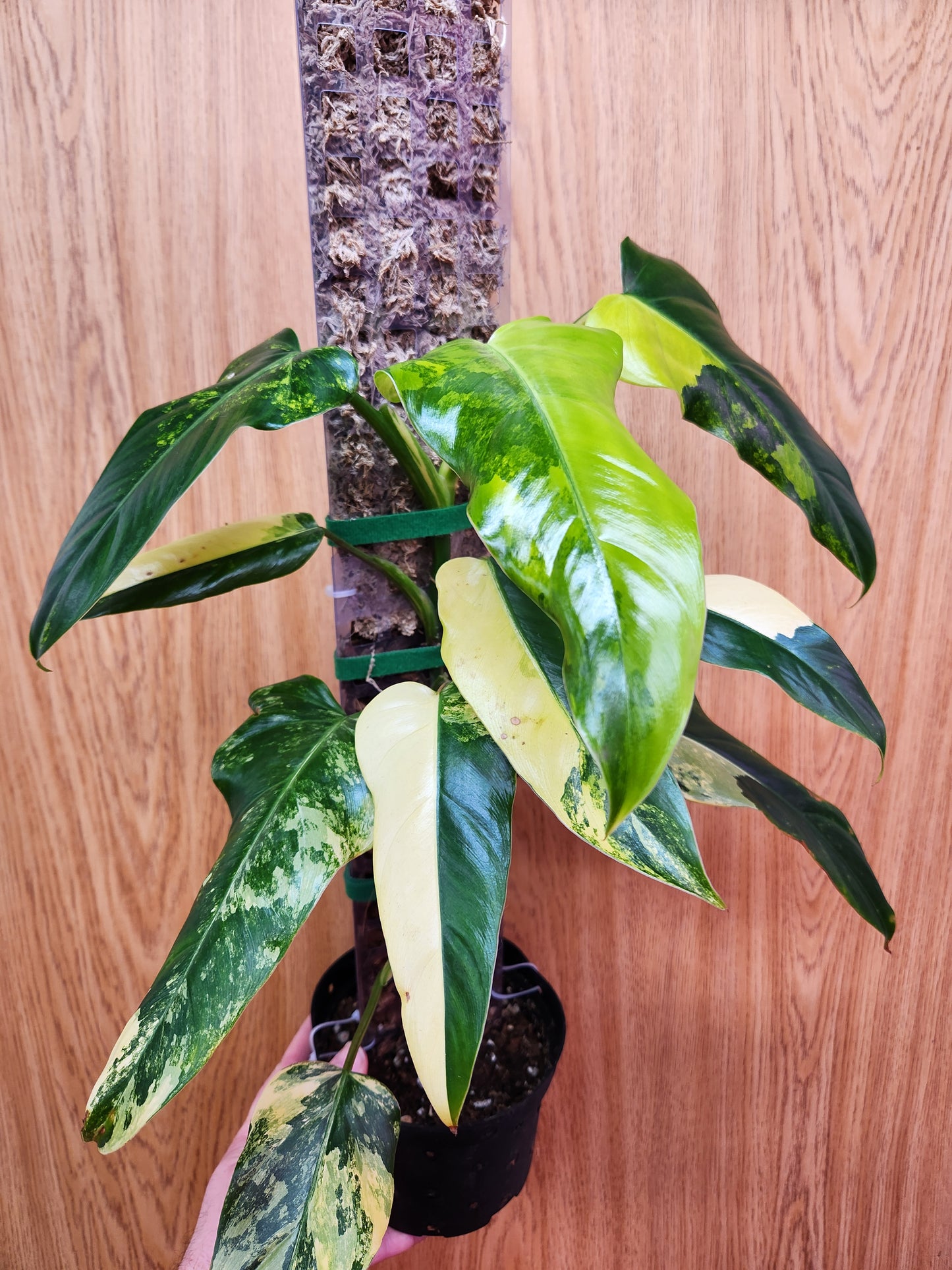 Philodendron Domesticum Variegated 6" Pot on Pole