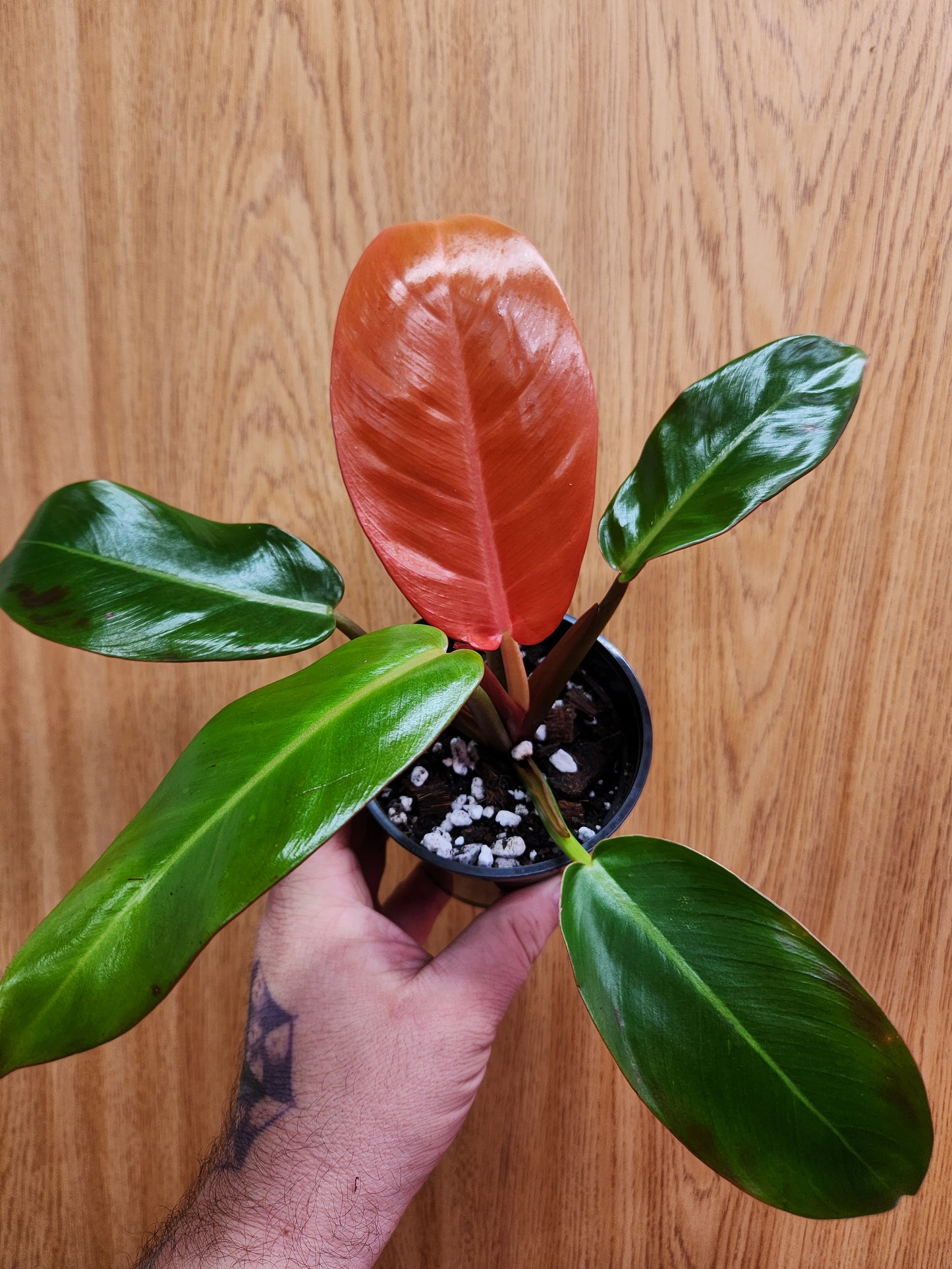 Philodendron Sun Red 4" Pot