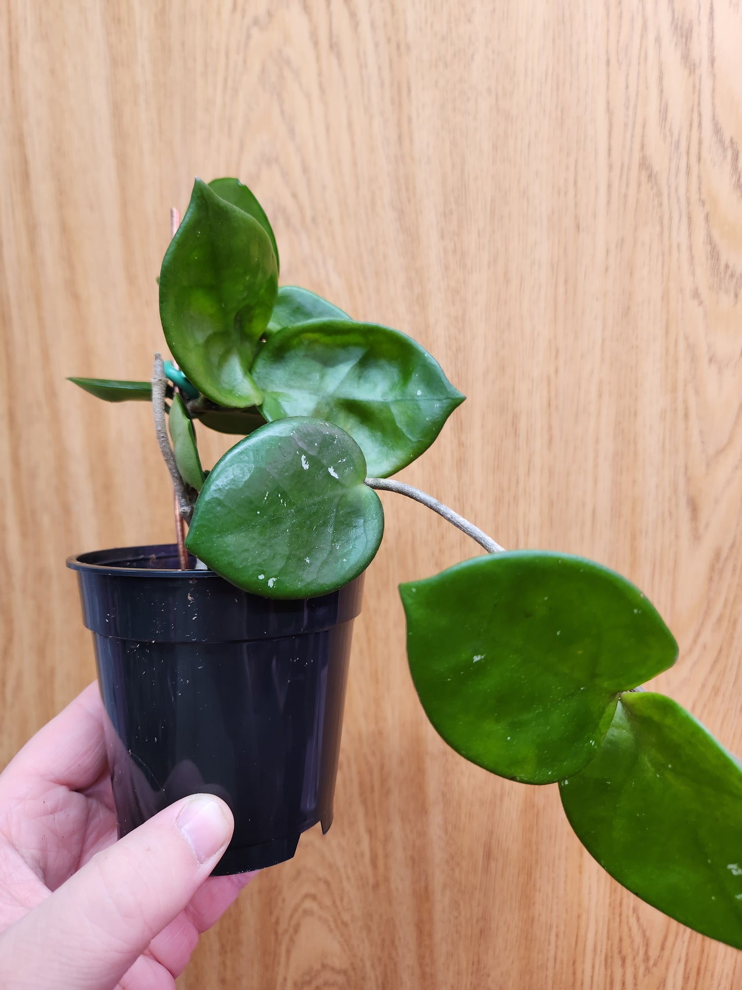 Hoya Chelsea 4" Pot